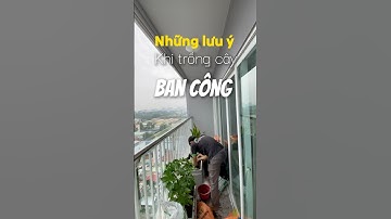 Trồng cây ban công theo từng hướng #sacxanhgarden #caylockhongkhi #caybancong