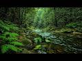 Rainforest River Sounds for Deep Sleep 🌿 Relaxing Nature Ambience, Meditation & Study