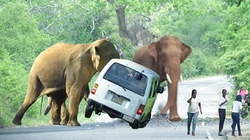 World Most heartbreaking encounter Elephant Attack On jungle Road