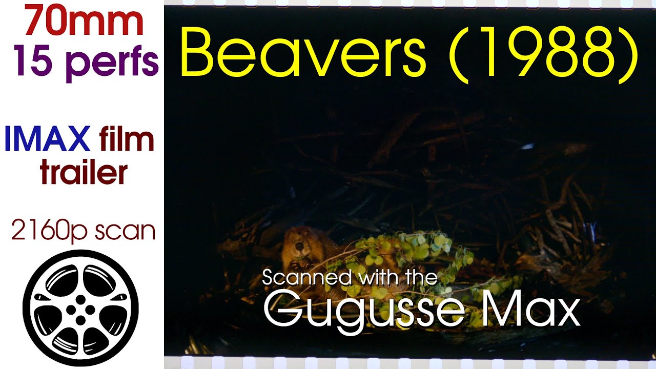 IMAX: Beavers (1988) trailer scanned from a roll of 70mm/15perfs roll ...