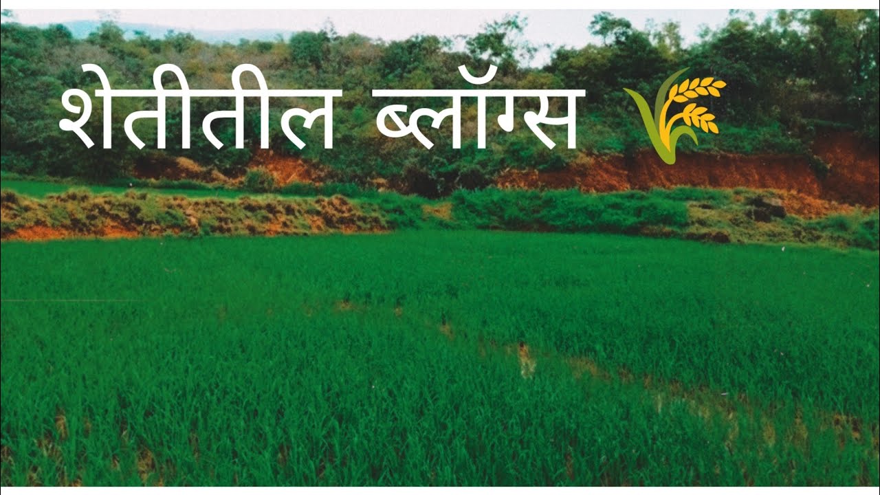 Shetatil Raste Shetatil vlogs |nature |शेतीतील ब्लॉग्स - YouTube