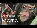 Redding van chimpansee marria  stichting aap