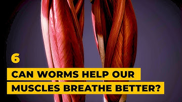 Can worms help our muscles breathe better? │ Sending Worms to Space with Colleen Deane