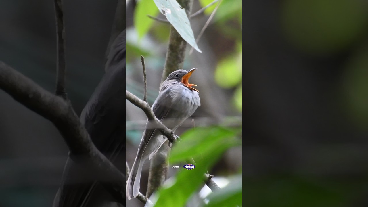 O som da Amazônia! 🌳