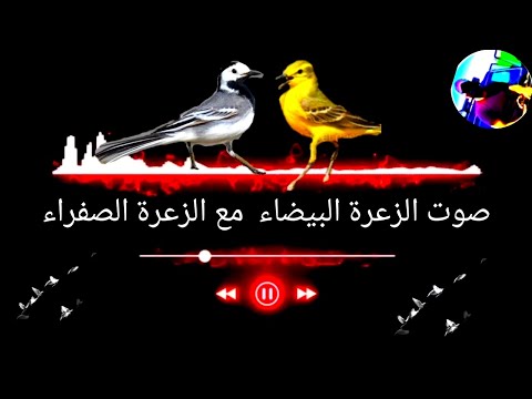 صوت الزعرة البيضاء مع الزعرة الصفراء ٢٠٢٢