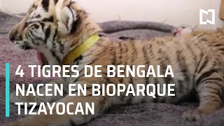 Reabren Centro de Rescate Animal Bioparque Tizayocan, nacen 4 tigres de bengala - Despierta