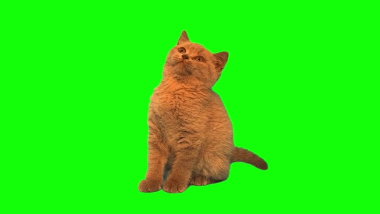 Cute cat green screen (Free to use) - YouTube