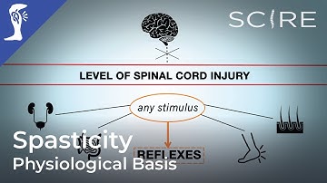 Spasticity and Spinal Cord Injury: Physiological Basis