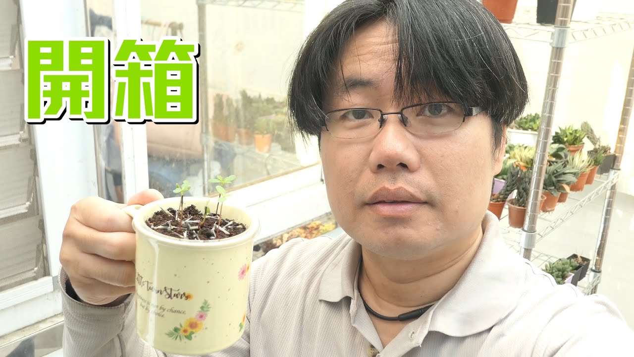 開箱 711集點三麗鷗盆栽 陶瓷杯玻璃杯組 Youtube