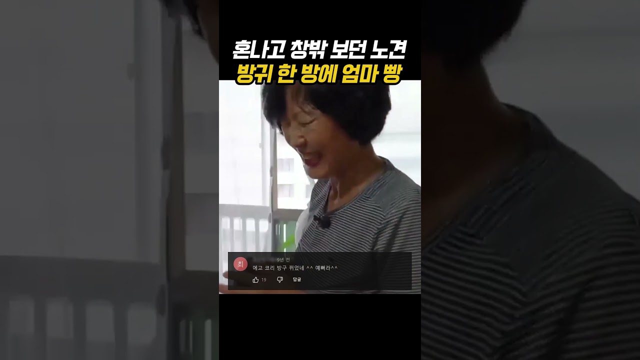 혼나고 창밖 보던 노견 방귀 한 방에 엄마 빵
