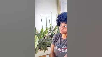 Begonia Maculata Wall - #plants #begonia #plantlover