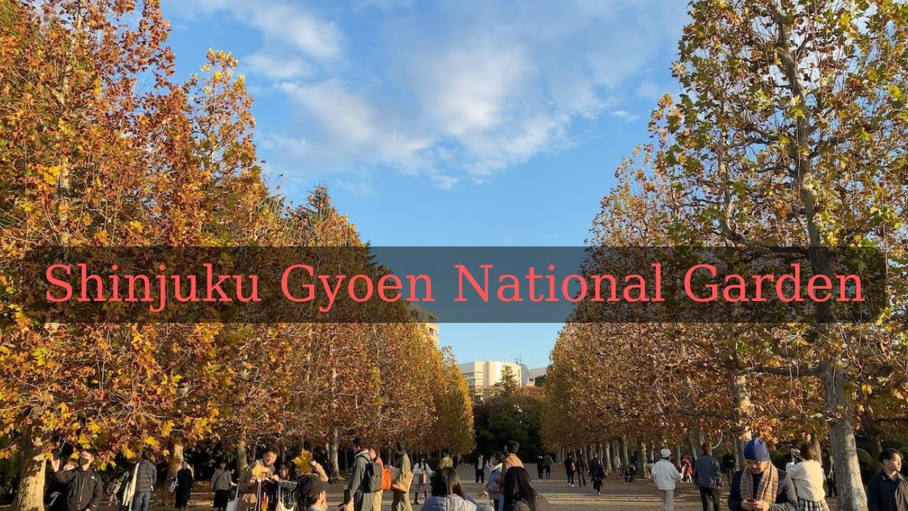 Shinjuku Gyoen National Garden | Shinjuku Gyoen Autumn | Shinjuku Gyoen Park | Shinjuku Gyoen Momiji