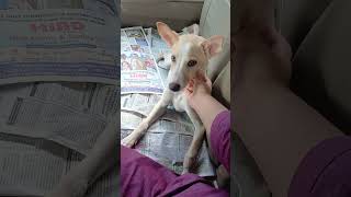 Kuttush's first car ride #adoptstrays #india #adoptdontshop #indiedog