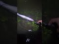 @malisaran #rapala #x-rap #13cm #Is #to #big #for #zander?