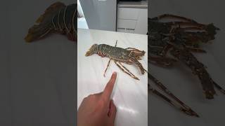 Pregnant Green Lobster