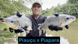Piauçu x Piapara !! Qual deles é melhor?