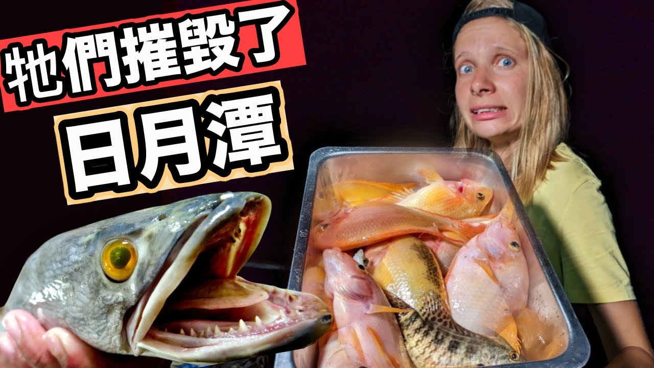 嚇死人  日月潭的生態殺手…獵捕尖牙巨獸魚虎！現殺紅魔鬼大餐|Fishing Invasive Snakehead And Red Devil In Sun Moon Lake
