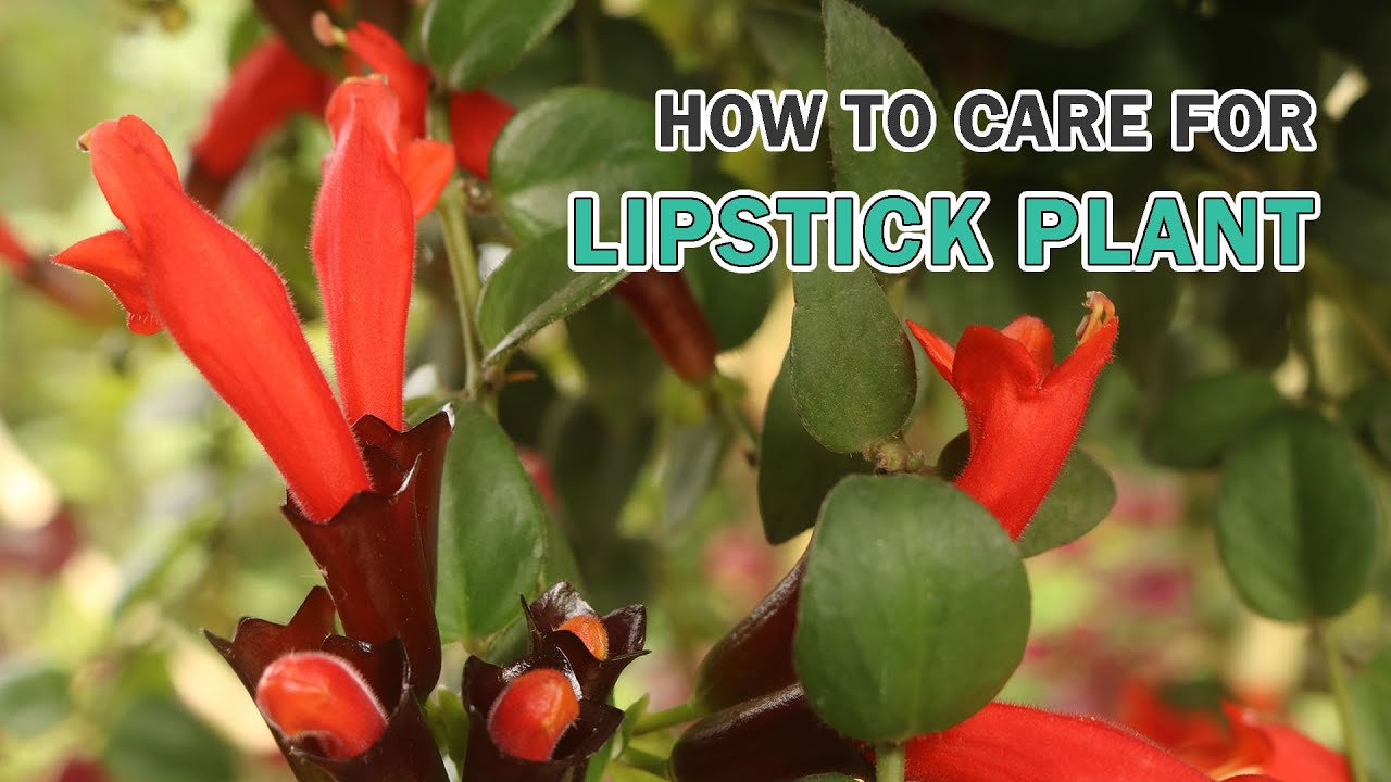 How to care for Lipstick Plant