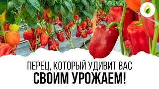 БЕШЕНЫЙ УРОЖАЙ ПЕРЦА ГАРАНТИРОВАН!