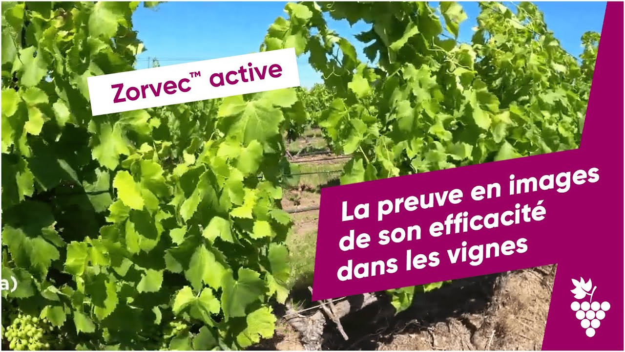 Zorvec™ active : la preuve en images de son efficacité dans les vignes