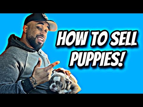 Video: Wanneer verkopen fokkers puppy's?