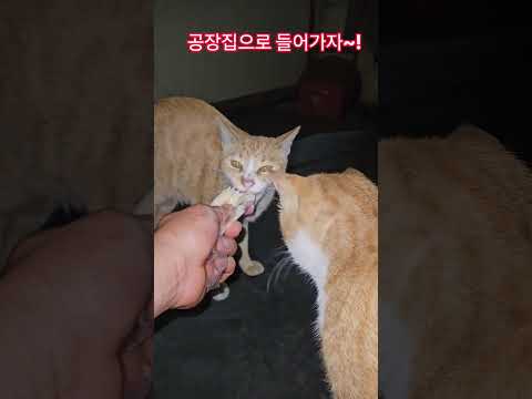 덕순이네 가족 #덕순 #까불이 #삼형제집사 #휴일 #부산강서구
