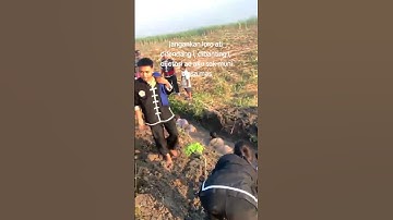 story wa ikspi kera sakti terbaru #shorts #ikspi #srikandiikspi #pasker #ikspipusatmadiun
