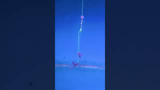 Fishing tackle 2 hooks worm bait #shorts #fishing #tutorial
