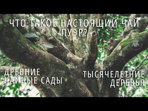 ЧТО ТАКОЕ НАСТОЯЩИЙ ЧАЙ ПУЭР? Ч.2: Биндао, Древние Чайные Сады, Тысячелетнее Дерево. Фильм про Пуэр.