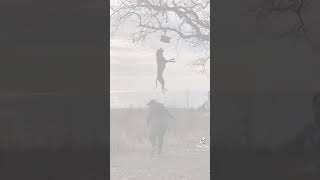 Pitbull Américain Apbt King Dog