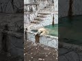 【ホッキョクグマ】丸太が大好きフブキくん