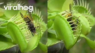 Venus Flytrap Eats Wasps || ViralHog