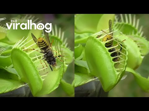 Venus Flytrap Eats Wasps || Viralhog