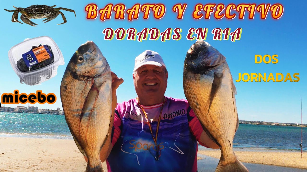 PESCA SURFCASTING DORADAS EN LA RIA CON CANGREJO