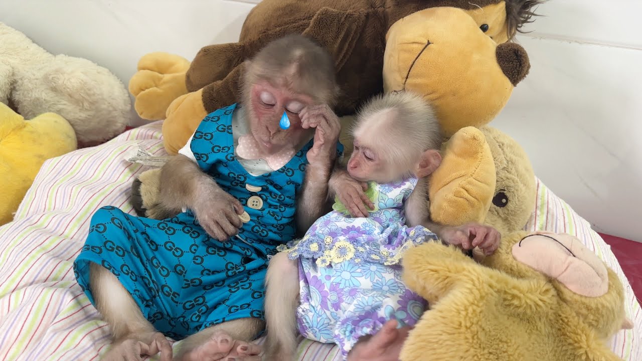 Very touching😭 Monkey SinSin & ZiZi cried because they missed Dad and ran away from Mom to find Dad