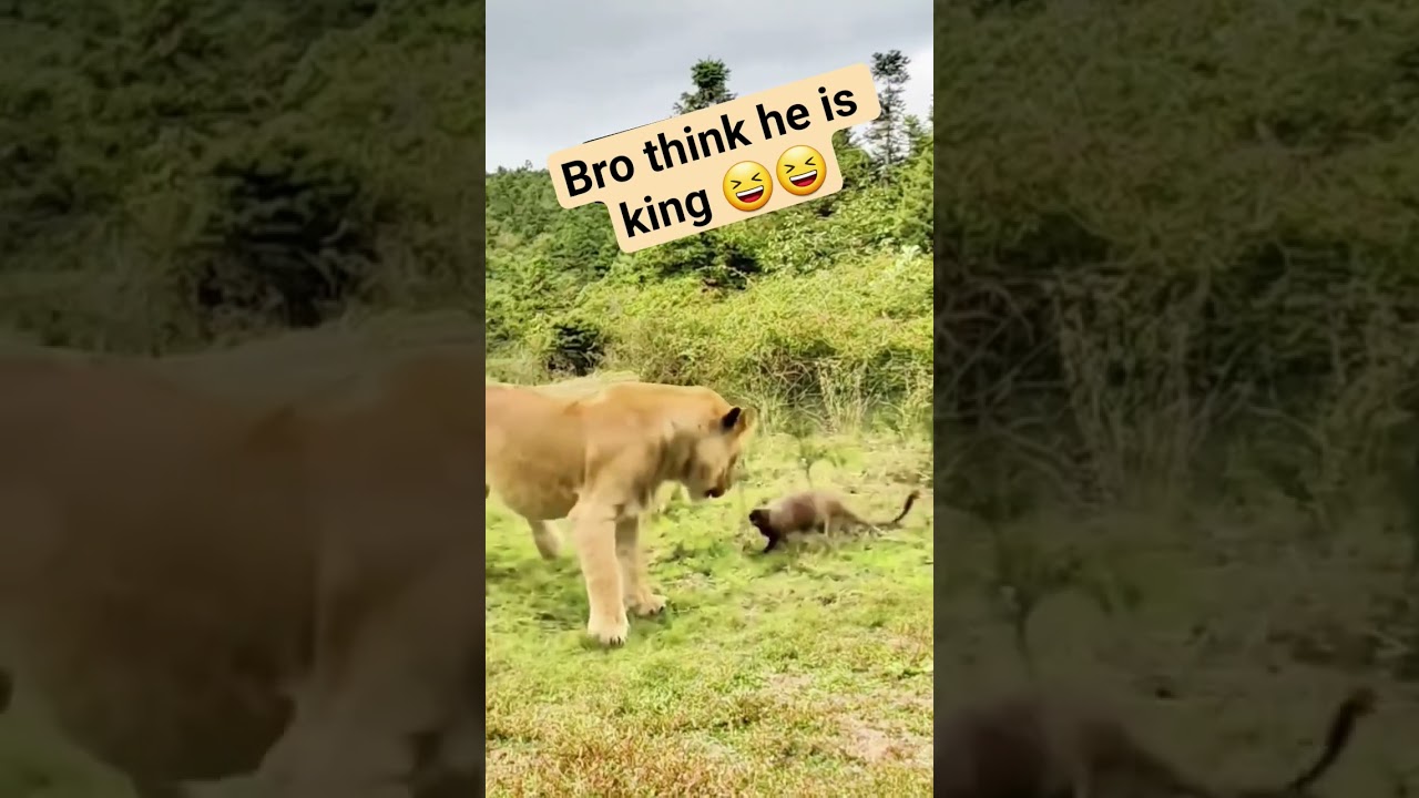 Lion vs Mongoose – Who Wins This Wild Battle? 🦁🆚🐹 