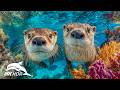 Otherworldly Underwater Creatures in 8K HDR | Dolby Vision™