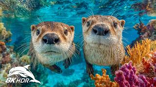 Otherworldly Underwater Creatures in 8K HDR | Dolby Vision™