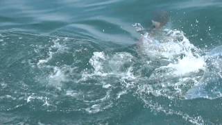 Tarpon Fishing May 2015 12 of 34 by wisedoc4300 144 views 8 years ago 5 minutes, 2 seconds
