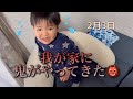 【里帰り】じいちゃんの畑で収穫🥦今年は鬼もやってきた【日常】