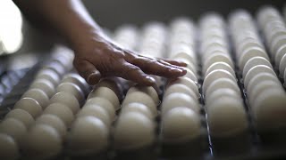 FDA: Salmonella-linked farm had rodent problem