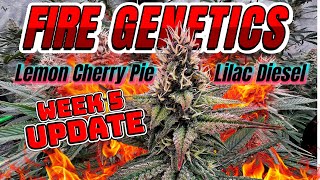 Ethos Genetics Week 5: Frost Piling On Lemon Cherry Pie & Lilac Diesel!