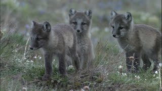 ホッキョクギツネの母子の短い夏