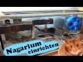 Nagarium einrichten (Teddyhamster)