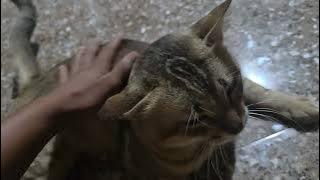 KUCING MUJAHIR INI SEMAKIN PINTAR