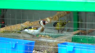 картинка: Вольер для щеглов, овсянок, зябликов, чечёток, реплов