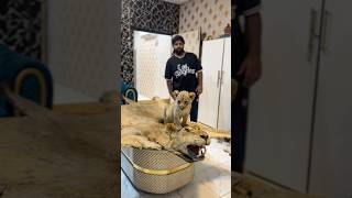 Son meeting his father statue😭#ytshorts #petlover #viral #lion #simba #death #youtubeshorts #india