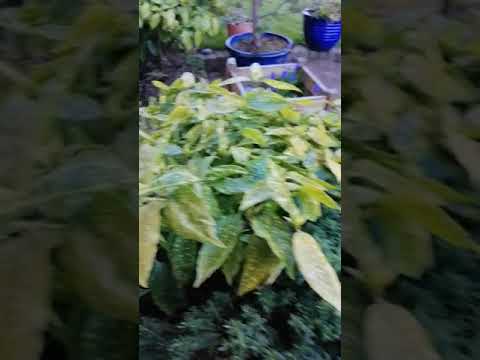 Evergreen with 1 red seed