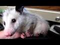 Pooka The Office Opossum!