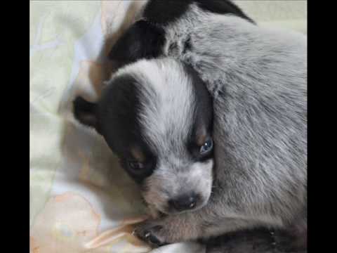 Hydrocephalus Puppy You Hydrocephalus Puppy You
